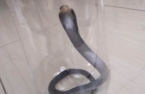  Warga Palangkaraya Dikejutkan Kemunculan Ular King Kobra di Balik Lemari   
