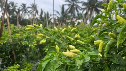 Mentan Sebut Produksi Cabai di Jawa Barat Surplus, Pasokan Aman hingga Idulfitri 2026 Mentan Sebut Produksi Cabai di Jawa Barat Surplus, Pasokan Aman hingga Idulfitri 2026