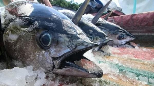 KKP Catat Tangkapan Ikan Tuna RI Capai 334 Ribu Ton per Tahun