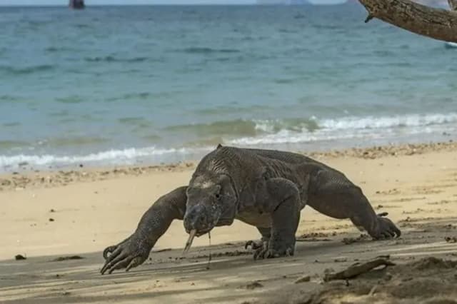 Polda Jatim Gagalkan Penyelundupan Komodo ke Thailand, Per Ekor Dijual Rp500 Juta! Polda Jatim Gagalkan Penyelundupan Komodo ke Thailand, Per Ekor Dijual Rp500 Juta!