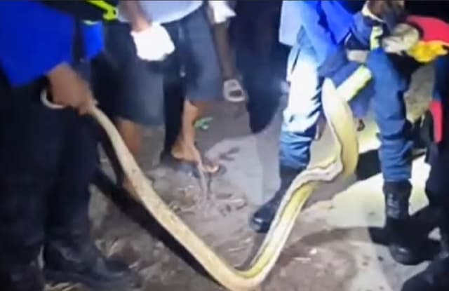 Geger Ular Piton Peliharaan Lepas Bikin Warga Jogja Panik, Damkar Turun Tangan Geger Ular Piton Peliharaan Lepas Bikin Warga Jogja Panik, Damkar Turun Tangan