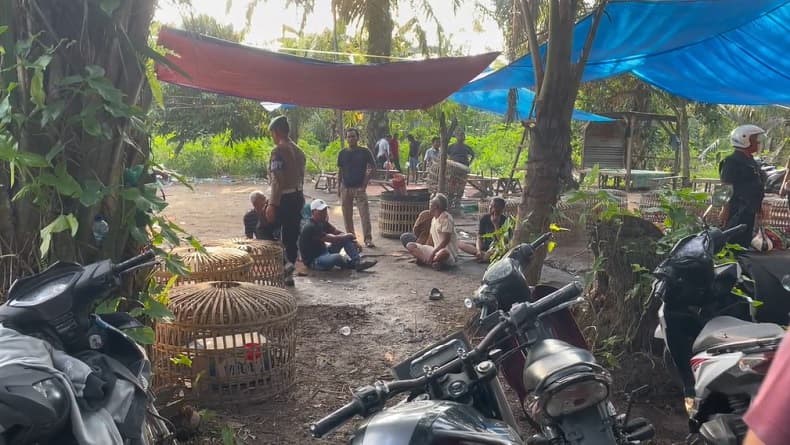 Penggerebekan Arena Sabung Ayam di Deli Serdang Diwarnai Tembakan, 17 Orang Ditangkap Penggerebekan Arena Sabung Ayam di Deli Serdang Diwarnai Tembakan, 17 Orang Ditangkap