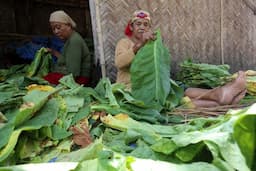 Dua Puluh Ribu Buruh Tani Tembakau Jember Terlindungi BPJS Ketenagakerjaan