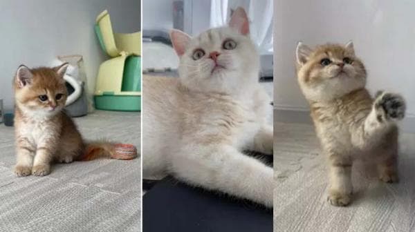 Begini Cara Mudah Hitung Umur Kucing Peliharaan Begini Cara Mudah Hitung Umur Kucing Peliharaan