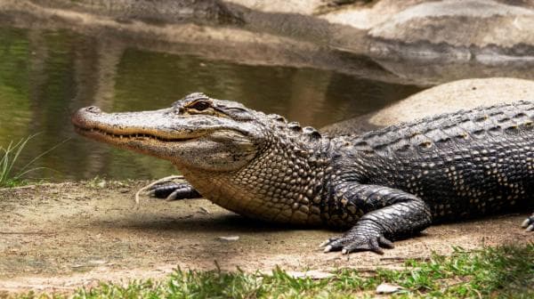 Penasaran, Gimana Cara Buaya Berkembang Biak? Begini Penjelasannya