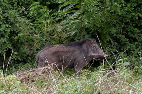 Babi Hutan Serang dan Seruduk Nenek dan Cucu, Mati Ditembak Babinsa