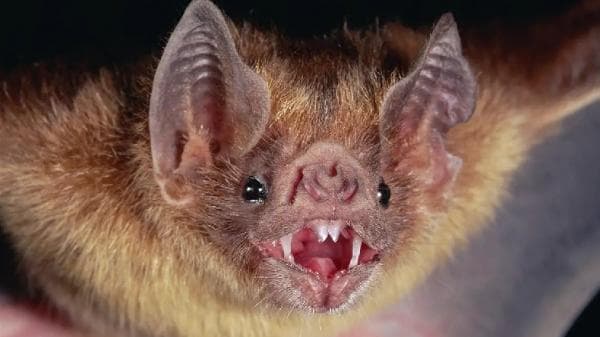Kelelawar Vampir Penyuka Darah Manusia, Ini Faktanya Kelelawar Vampir Penyuka Darah Manusia, Ini Faktanya