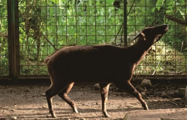 Tentang Anoa, Hewan Khas Sulawesi yang Terancam Punah