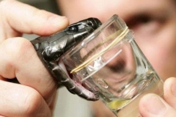 7 Hewan dengan Bisa Termahal di Dunia, Harga Racun Ular Kobra Fantastis 7 Hewan dengan Bisa Termahal di Dunia, Harga Racun Ular Kobra Fantastis