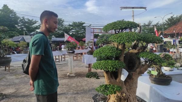 Ratusan Bonsai Dipamerkan, Ada yang Dibanderol Puluhan Juta Rupiah