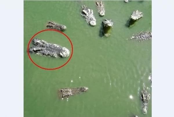 Buaya Raksasa Gustave Kebal Peluru Bantai 300 Manusia di Sungai Ruzizi, Dikenal Reptil Cerdas Buaya Raksasa Gustave Kebal Peluru Bantai 300 Manusia di Sungai Ruzizi, Dikenal Reptil Cerdas