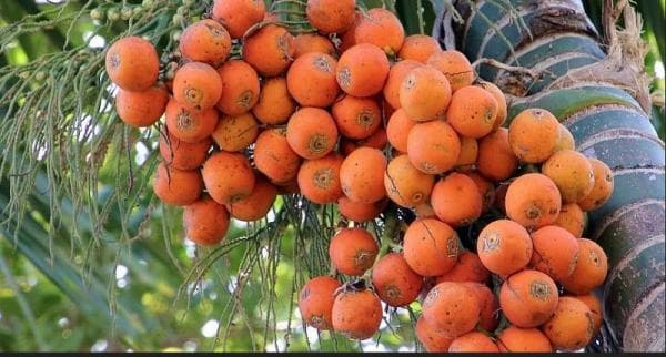 Begini Cara Mengolah Buah Pinang Muda untuk Pria, Sehat dan Enak Dibuat Jus Begini Cara Mengolah Buah Pinang Muda untuk Pria, Sehat dan Enak Dibuat Jus