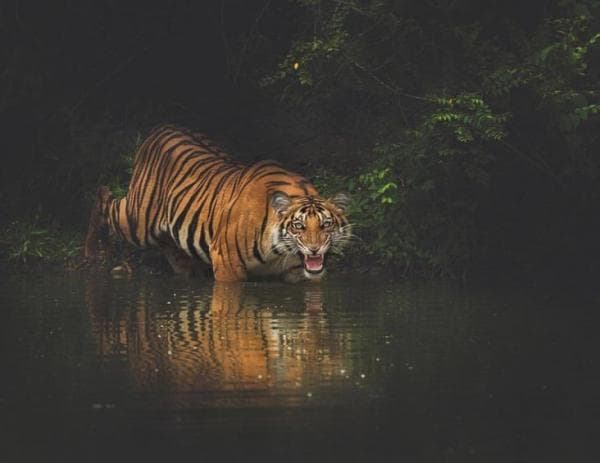 Ahli Tanggapi soal Kemunculan Harimau Jawa di Taman Nasional Banten dan Gunung Pegat Lamongan