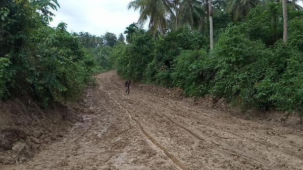 Jalan Induk Perkebunan Rusak Parah di Bireuen, Puluhan Ton Pisang Membusuk di Kebun