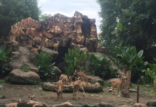 Destinasi Wisata Kebun Binatang Surabaya Masih Menarik, Tiket Murah dan Terjangkau Destinasi Wisata Kebun Binatang Surabaya Masih Menarik, Tiket Murah dan Terjangkau