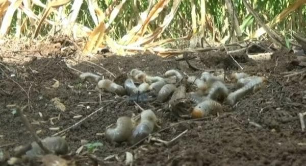 Diserang Ulat Tanah, Hektaran Tanaman Jagung Milik Petani Terancam Gagal Panen