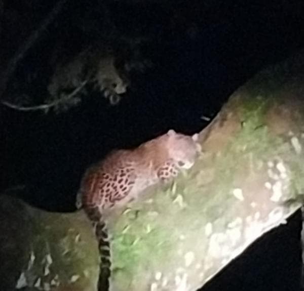 Macan Tutul di Banyuwangi Turun Gunung, Singgah Dilokasi Wisata, Ini Penampakkannya