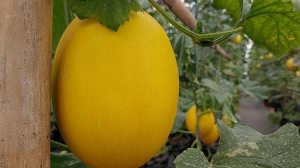 Wisata Petik Buah di Kebun, Solusi Petani untuk Tingkatkan Keuntungan Wisata Petik Buah di Kebun, Solusi Petani untuk Tingkatkan Keuntungan