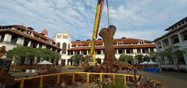 Tumbang Diterjang Angin, Pohon Mangga Talijiwo Kini Ditanam Kembali di Lawang Sewu