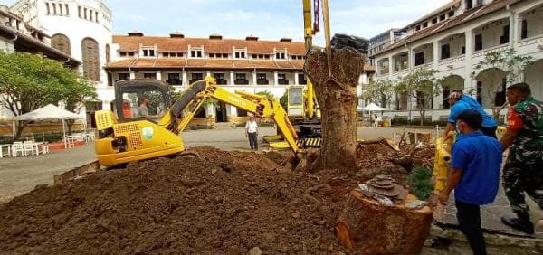 Pohon Mangga Talijiwo Sempat Tumbang Kini Ditanam Kembali di Lawang Sewu