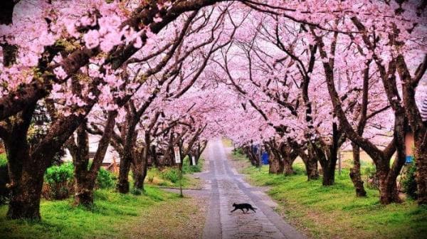 Taman Sakura Cibodas, Destinasi Wisata Ala Jepang Taman Sakura Cibodas, Destinasi Wisata Ala Jepang