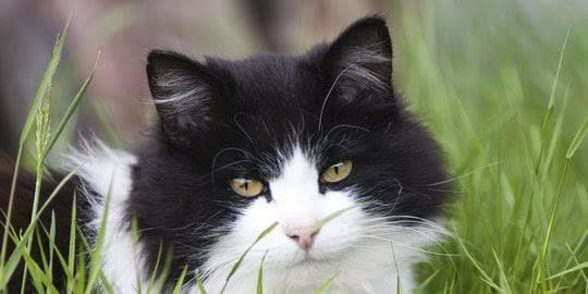 Kisah Kucing Bernama Muezza yang Jadi Kesayangan Nabi Muhammad SAW