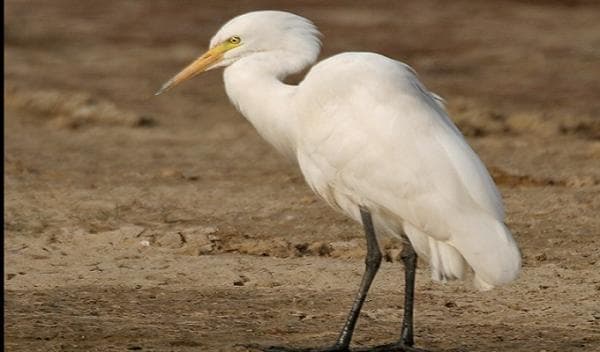 Penampakan Kuntul Perak, Burung Langka Maskot Kota Bontang