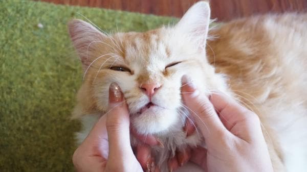 Kafe Kucing Pertama di Depok, Ini Foto-Foto Bilik Kucing Cat Cafe