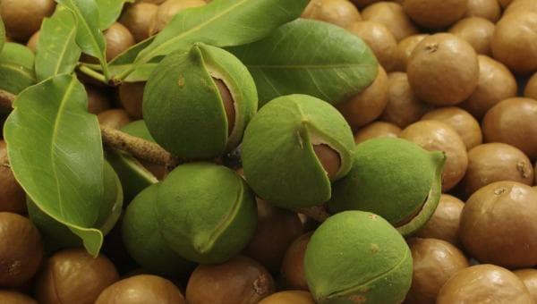 Deretan Kacang Termahal di Dunia, Nomor 1 Harganya Rp780 Ribu Sekilo Deretan Kacang Termahal di Dunia, Nomor 1 Harganya Rp780 Ribu Sekilo