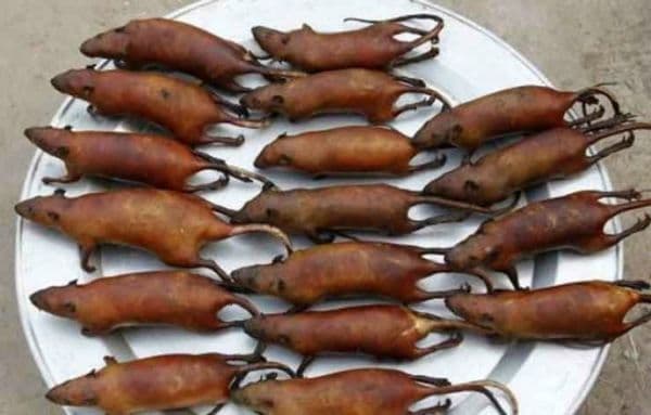 Ada Tikus hingga Kobra, Inilah 5 Makanan Ekstrem di Indonesia