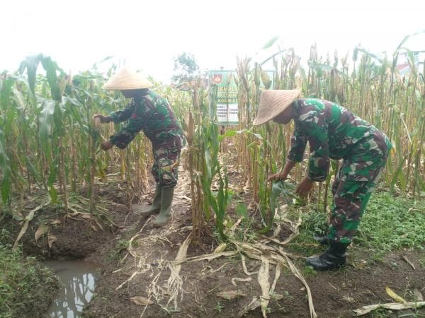 Kodim Pemalang Panen Jagung di Lahan Demplot, Dandim: Kita Sukseskan Ketahanan Pangan