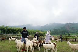 Tempat Wisata di Banyumas Rasa New Zealand, Berhawa Sejuk dengan Ratusan Domba