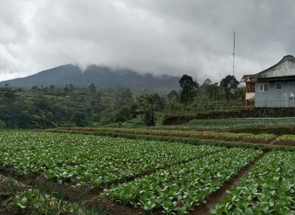 Angin dan Hujan Ekstrem Landa Kaki Gunung Gede Pangrango, Aktifitas Petani Pacet Cianjur Terkendala