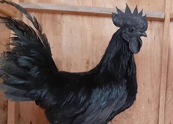 3 Macam Ayam Cemani yang Konon Mempunya Daya Magis Mampu Memanggil Mahluk Halus