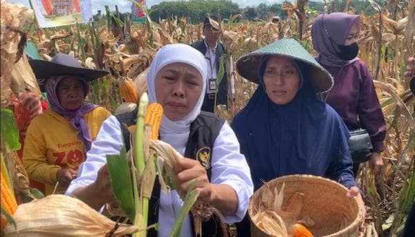 Panen Raya Jagung Reog 234, Khofifah: Harus Segera di Patenkan