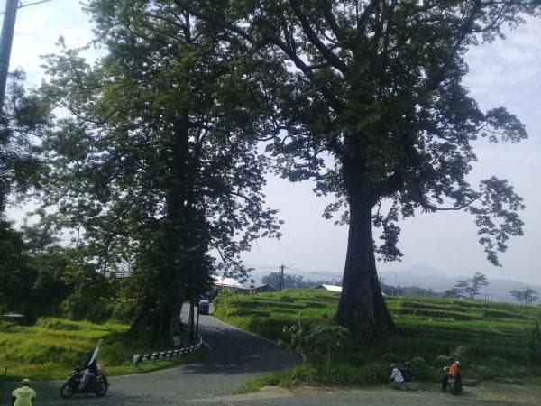 Kisah Misteri Randu Jajar di Pemalang, Ada yang Sebut Sebagai Pintu Gerbang Alam Ghaib Kisah Misteri Randu Jajar di Pemalang, Ada yang Sebut Sebagai Pintu Gerbang Alam Ghaib