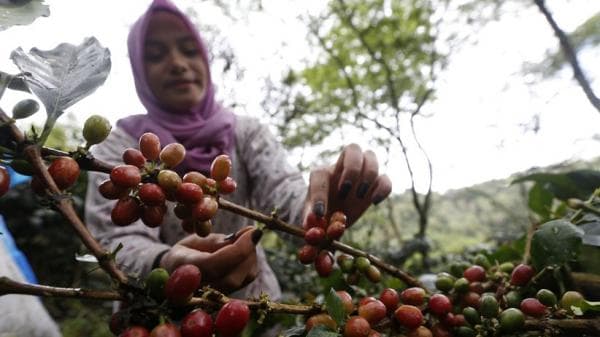 Mengenal Kopi Aceh yang Terkenal Yakni Kopi Gayo, Wajib Dicoba Pas Buka Puasa Mengenal Kopi Aceh yang Terkenal Yakni Kopi Gayo, Wajib Dicoba Pas Buka Puasa