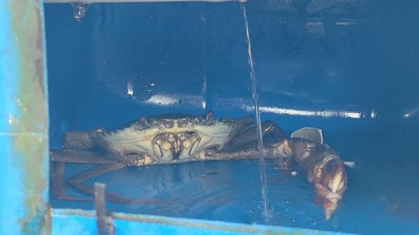 Budidaya Kepiting Bakau Crab Box Apartment, Solusi Nelayan di Masa Paceklik Budidaya Kepiting Bakau Crab Box Apartment, Solusi Nelayan di Masa Paceklik