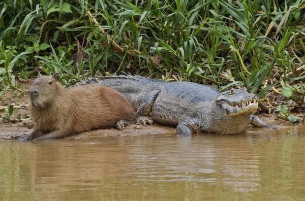 Terlalu Akrab! 5 Hewan yang Menjadi Sahabat Binatang Capybara, Bahkan Tak Takut Dengan Buaya Terlalu Akrab! 5 Hewan yang Menjadi Sahabat Binatang Capybara, Bahkan Tak Takut Dengan Buaya