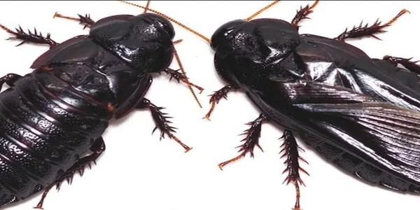 5 Hewan Paling Sering Kentut, Ini Daftarnya! 5 Hewan Paling Sering Kentut, Ini Daftarnya!