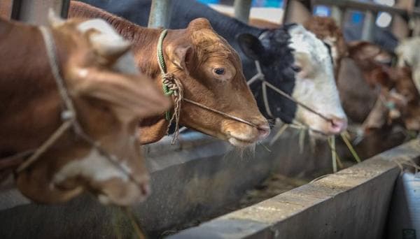 Pemkot Cimahi Bakal Gelar Pemeriksaan Kesehatan, Ini Syarat Hewan Laik Kurban