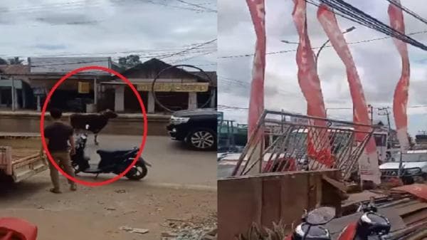 Viral Sapi Tak Bertuan Lepas di Tengah Jalan Raya, Netizen: Suka Duka Setiap Tahun