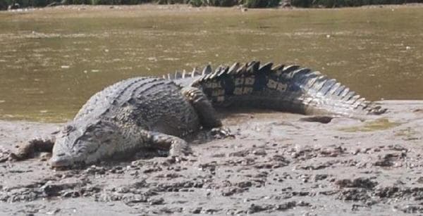 4 Spesies Buaya yang Banyak Hidup di Sungai-Sungai Kalimantan, Nomor 1 Paling Berbahaya 4 Spesies Buaya yang Banyak Hidup di Sungai-Sungai Kalimantan, Nomor 1 Paling Berbahaya