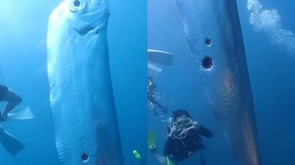 Viral Munculnya Ikan Raksasa Langka Oarfish, Benarkan Pertanda Bencana?