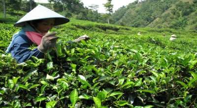 Berikut 7 Negara Penghasil Teh Terbesar di Dunia Berikut 7 Negara Penghasil Teh Terbesar di Dunia