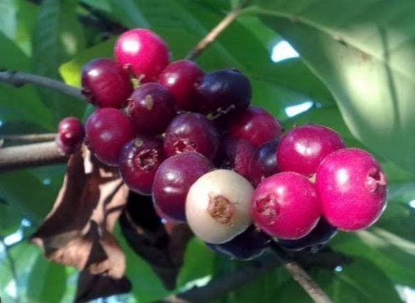 14 Manfaat Buah Salam untuk Kesehatan yang Wajib Diketahui 14 Manfaat Buah Salam untuk Kesehatan yang Wajib Diketahui