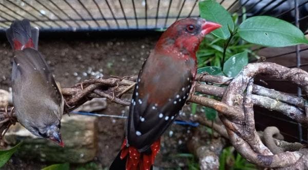 Strawberry Finch! Rekomendasi Burung Hias Kecil untuk Aviary Mini Strawberry Finch! Rekomendasi Burung Hias Kecil untuk Aviary Mini