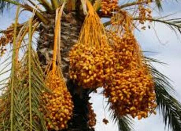 Tanaman Herbal Berkhasiat: Ini 5 Rekomendasi Menurut Islam Tanaman Herbal Berkhasiat: Ini 5 Rekomendasi Menurut Islam