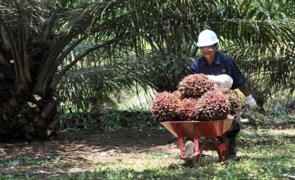 Dikerek CPO, Harga TBS Kelapa Sawit Kaltim Sentuh Rp2.752 per Kilogram