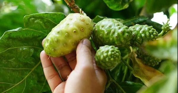 Rahasia Mengolah Buah Mengkudu Menjadi Lezat dan Enak Rahasia Mengolah Buah Mengkudu Menjadi Lezat dan Enak